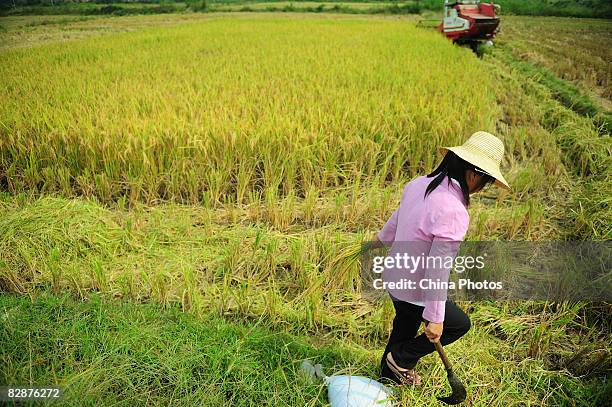 Woman whose husband suffers from silicosis, walks in a paddy field at the Shangshan Township on September 14, 2008 in Xiushui County of Jiangxi...