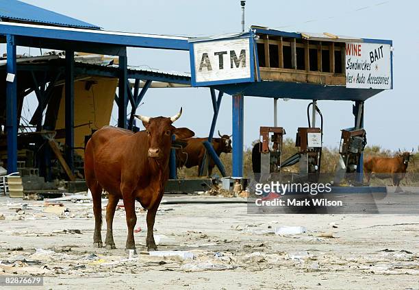 Cows stand near the ruins of a store and gas station September 18, 2008 in Bolivar, Texas. The town of Bolivar was devastated by Hurricane Ike with...