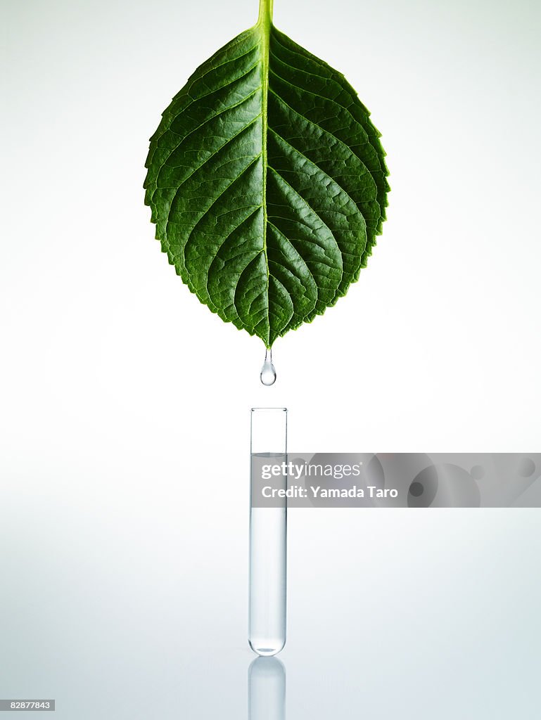 Water drop from Leaf