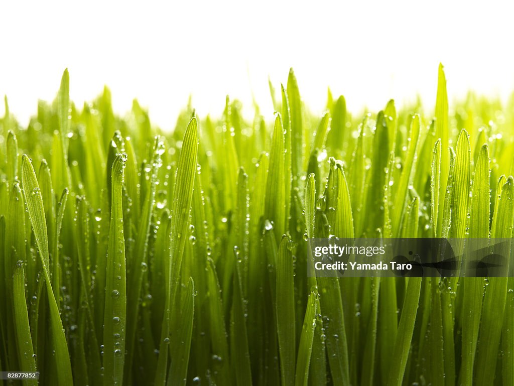 Grass with Dew