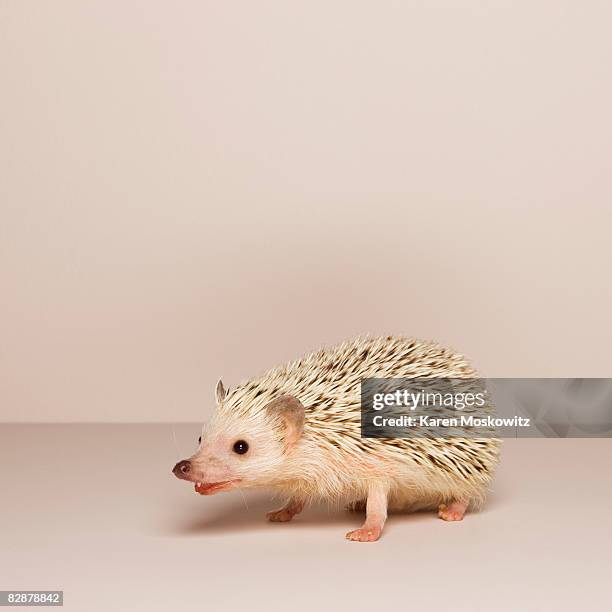 hedgehog portrait - african pygmy hedgehog ストックフォトと画像