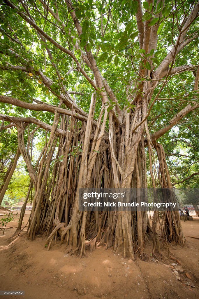 Banyan Tree Sigiriya Sri Lanka High-Res Stock Photo - Getty Images