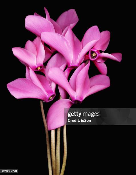 pink cyclamen flowers, close-up. - alpenveilchen stock-fotos und bilder