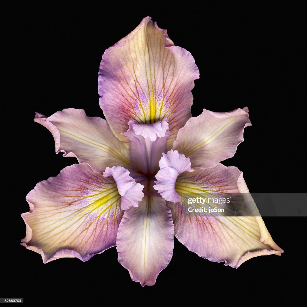 Pink iris (Iris sp.) flower, close-up