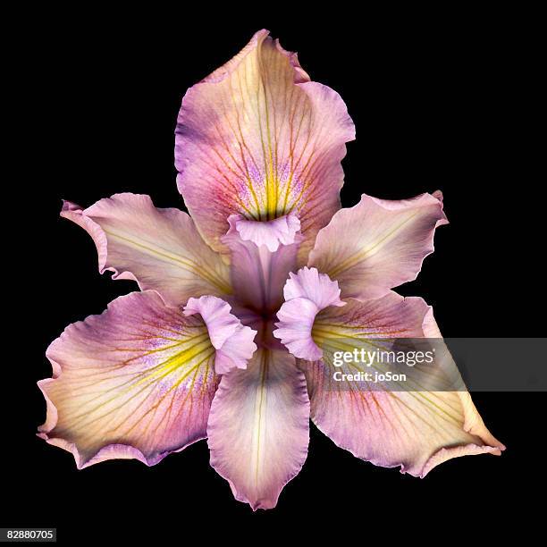 pink iris (iris sp.) flower, close-up - iris plant stock pictures, royalty-free photos & images