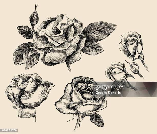 ilustraciones, imágenes clip art, dibujos animados e iconos de stock de grabado de flores y brotes color de rosa - pétalos de rosa