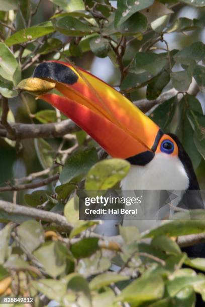 toco toucan picking nuts with it's bill - toucan eating stock pictures, royalty-free photos & images