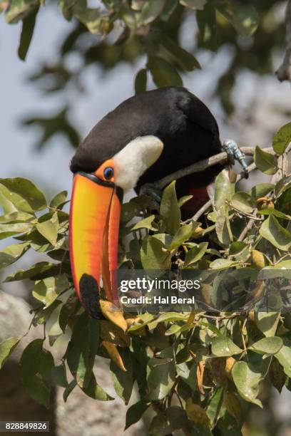 toco toucan picking nuts with it's bill - toucan eating stock pictures, royalty-free photos & images