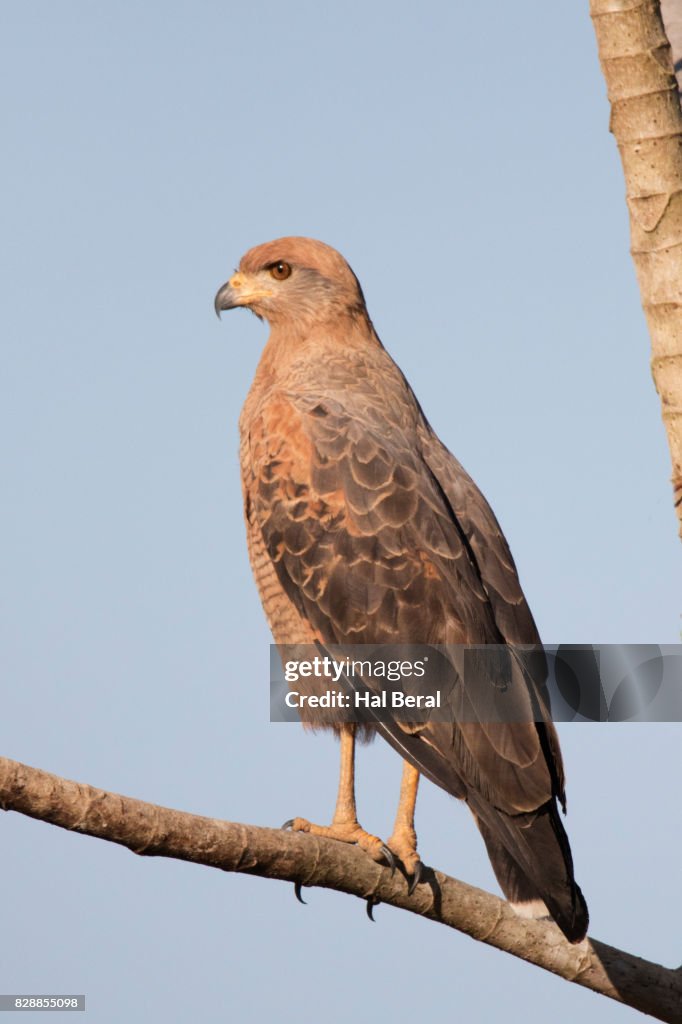 Savannah Hawk
