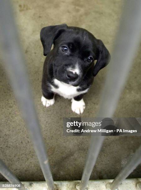 One of the four Stafford Bull Terrier crossbreed puppies who workers at the Dogs Trust Re-homing Centre in West Calder, West Lothian, are hoping to...