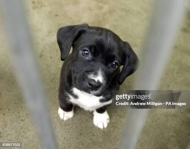 One of the four Stafford Bull Terrier crossbreed puppies who workers at the Dogs Trust Re-homing Centre in West Calder, West Lothian, are hoping to...