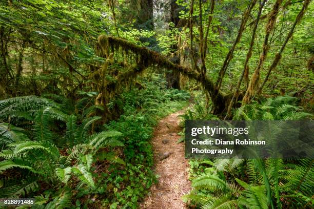 hiking path in the hoh rainforest, olympic national park, olympic peninsula, washington state - hoh rainforest stock pictures, royalty-free photos & images