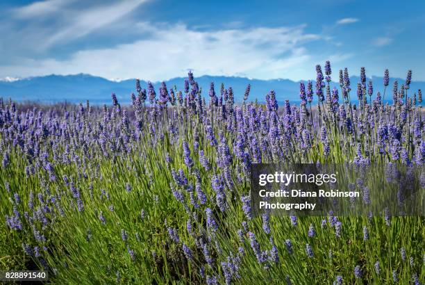 lavender farm on whidbey island, washington state - verwaltungsbezirk island county stock-fotos und bilder