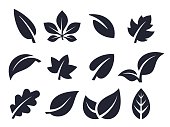 Leaf Icons and Symbols