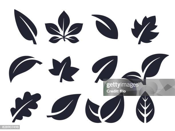leaf icons and symbols - maple leaf shape stock illustrations
