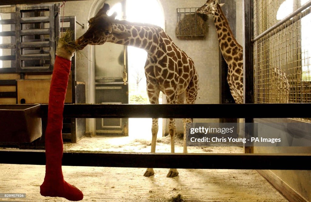 Steffi the Christmas Giraffe