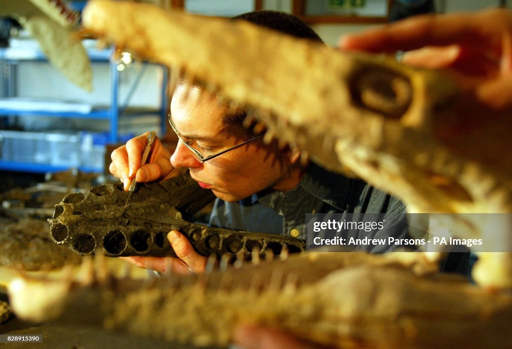 Dr Leslie Noe cleaning a pliosaur