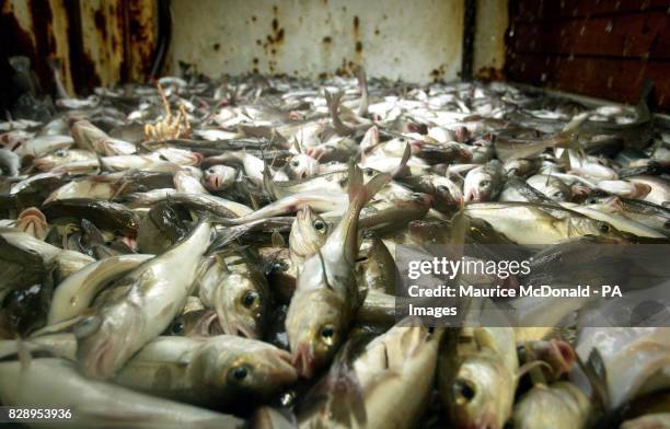 Shetland Cod 99 Norway Haddock Stock Photos, High-Res Pictures, and Images - Getty ...