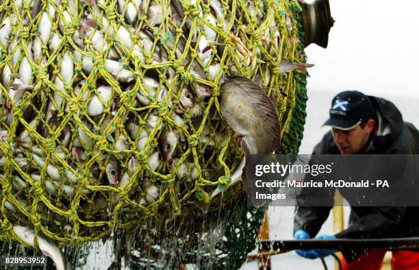 Cod and haddock being lowered into the hold from a pair-trawled catch from between Norway and the Shetland Islands in the North Sea. Scotland is home...