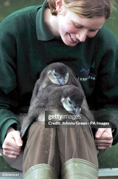 Two blackfooted penguin chicks snuggle together on a damp afternoon at London Zoo in London. The chicks were born at London Zoo two days apart and...