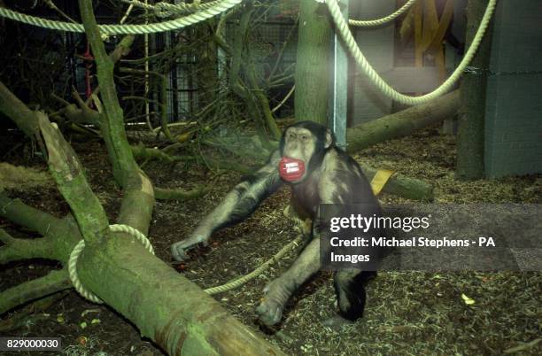 Chimp In House 255 Chimpanzee House Stock Photos, High-Res Pictures, and Images ...