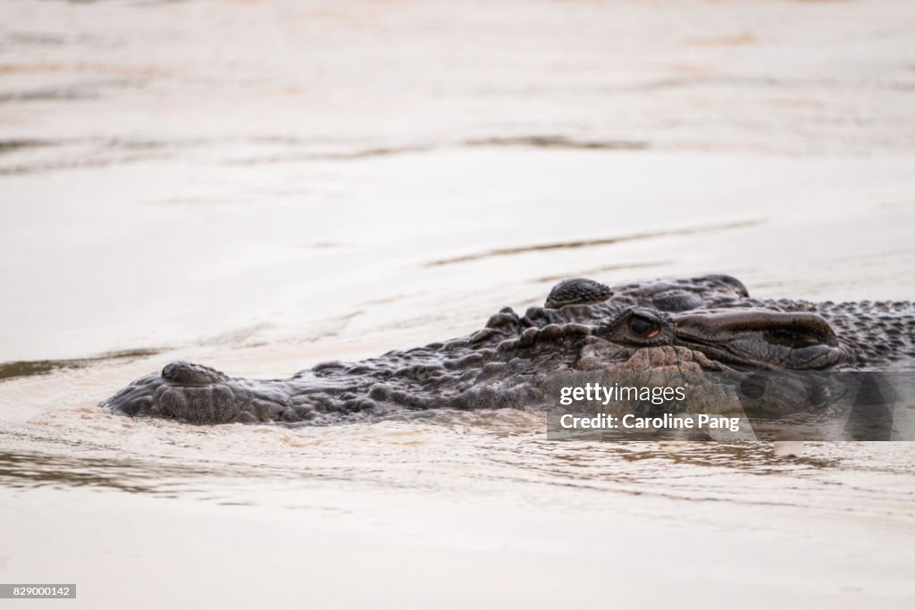 Estuarine or saltwater crocodile.