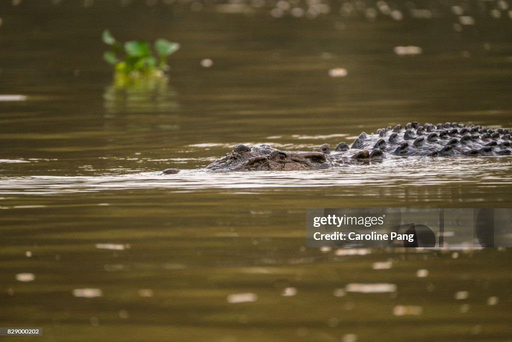 Estuarine or saltwater crocodile.