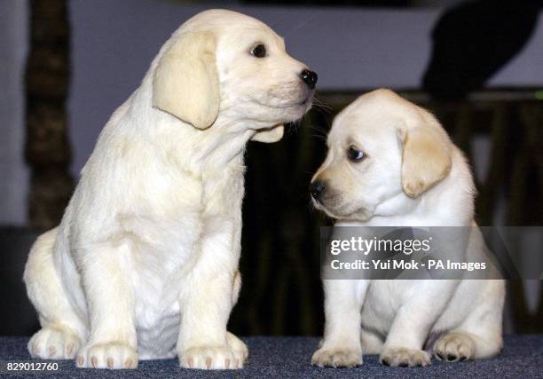 The Andrex Puppy meets his waxwork double during a photocall at Madame Tussauds in London. The Puppy will be the first ever brand icon in the...