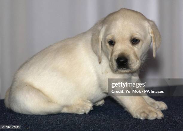 The Andrex Puppy met his waxwork double during a photocall at Madame Tussauds in London. The Puppy will be the first ever brand icon in the celebrity...