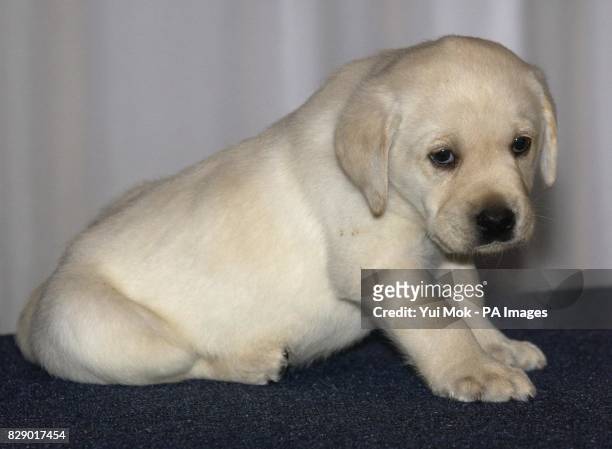 The Andrex Puppy met his waxwork double during a photocall at Madame Tussauds in London. The Puppy will be the first ever brand icon in the celebrity...