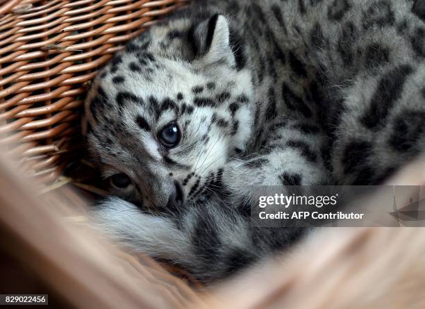 Baby snow leopard lays in a basket at the Tierpark zoo in Berlin as he gets his first vaccination on August 10, 2017. The male snow leopard was born...