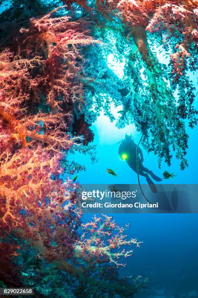 underwater world of the gulf of aqaba or gulf of eilat, northern tip of the red sea, east of the sinai peninsula and west of the arabian mainland. - aqaba stock pictures, royalty-free photos & images
