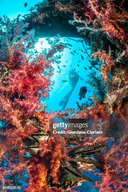 underwater world of the gulf of aqaba or gulf of eilat, northern tip of the red sea, east of the sinai peninsula and west of the arabian mainland. - aqaba stock pictures, royalty-free photos & images