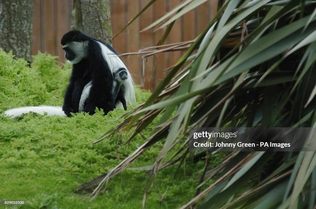 Colobus monkeys