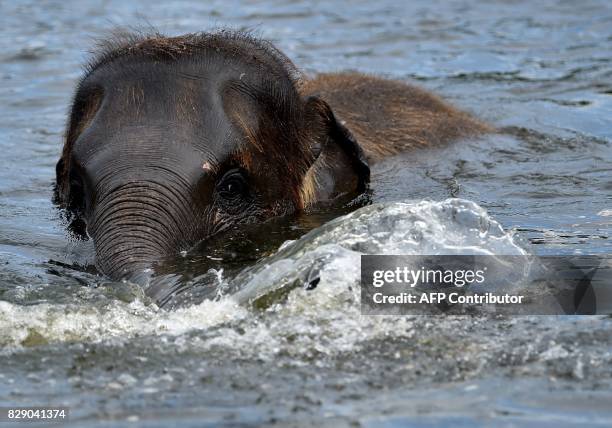 Baby elephant Edgar splashes around in a pool of his enclosure at the Tierpark zoo in Berlin on August 10, 2017. / AFP PHOTO / dpa / Britta Pedersen...