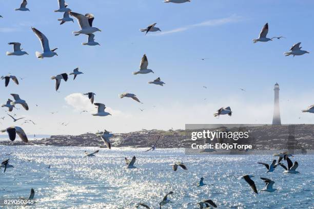 flock of seagulls near "isla de lobos", near punta del este - chase atlantic stock-fotos und bilder