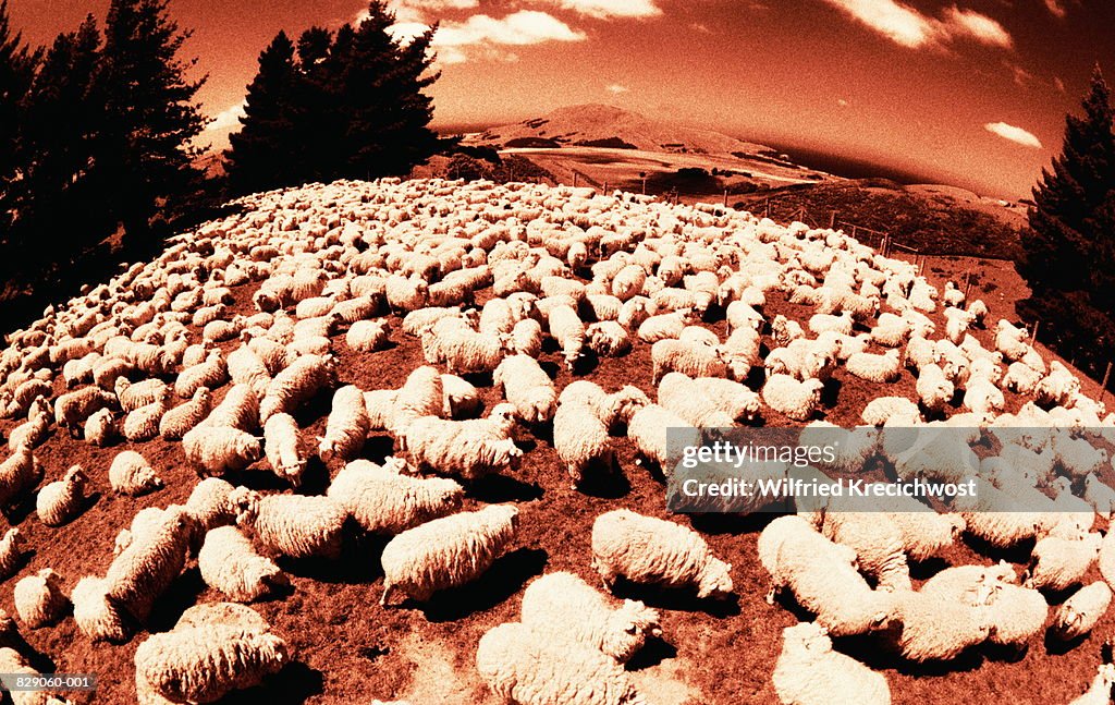 Flock of sheep on hill, New Zealand (infrared, wide angle)