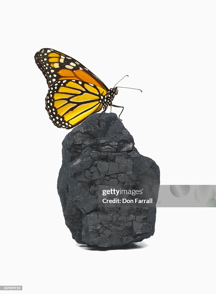 Monarch butterfly on coal