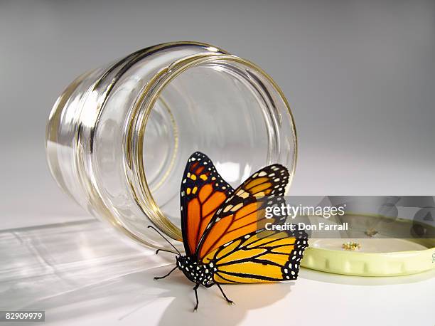 monarch and jar - releasing butterflies stock pictures, royalty-free photos & images