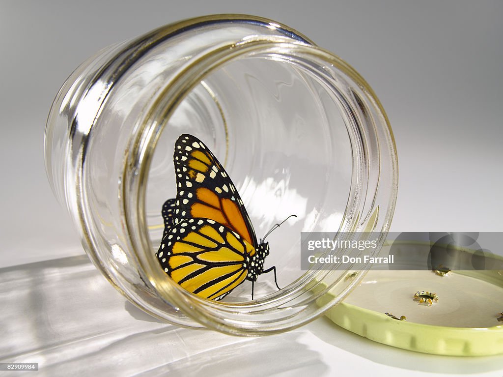 Monarch sitting in a jar