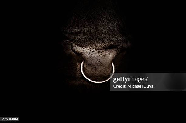 studio shot close up of bull nose ring - nose piercing - fotografias e filmes do acervo