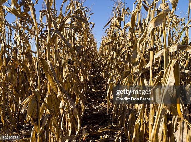 275 Corn Rows Field Stock Photos, High-Res Pictures, and Images - Getty ...