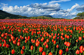 Colorful and bright tulip fields in Valley, Abbotsford, BC, Canada