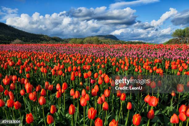 colorful and bright tulip fields in valley, abbotsford, bc, canada - spring flowing water stock pictures, royalty-free photos & images