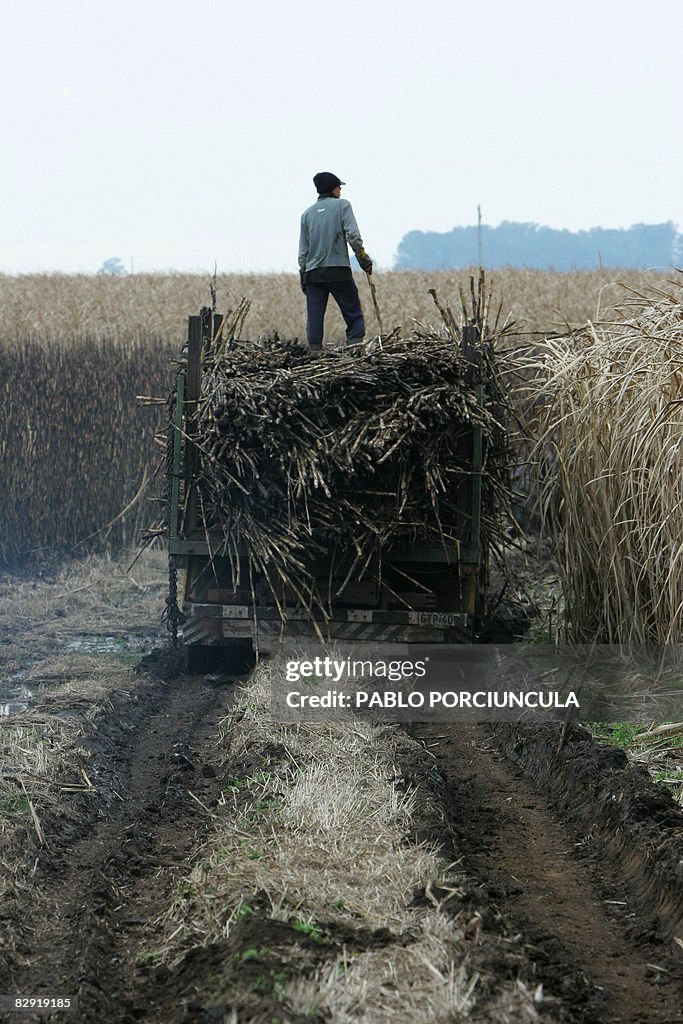 A man stands on sugar-canes loaded in a