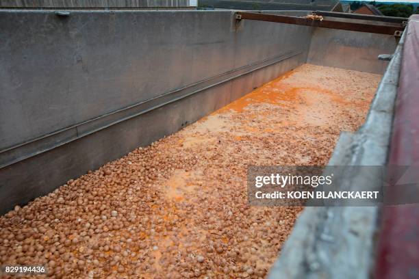 Eggs are destroyed at a chicken farm in Nadrin, Houffalize, on August 9, 2017. - Dutch and Belgian investigators launched joint raids on August 10,...