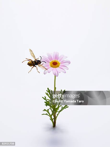 honeybee flying to pink flower - bee on flower white background stock pictures, royalty-free photos & images