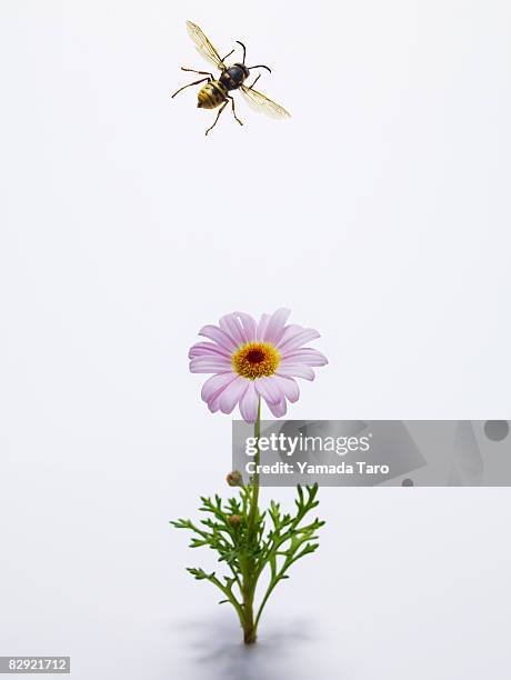 honeybee flying above pink flower - bee on flower white background stock pictures, royalty-free photos & images