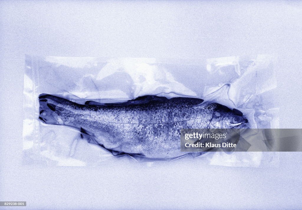 Fish in plastic packaging, close-up (toned B&W)