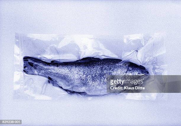 fish in plastic packaging, close-up (toned b&w) - vacuum packed bildbanksfoton och bilder
